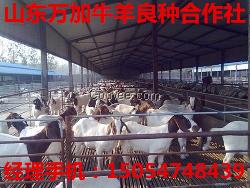 育肥肉牛 價(jià)格 牛卷建設(shè) 養(yǎng)殖技術(shù)