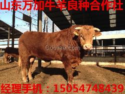 肉羊技術 肉驢養(yǎng)殖 山東養(yǎng)馬場