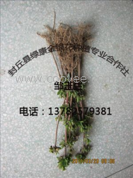 金银花种苗 金银花种苗价格