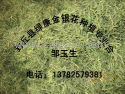 绿康金银花 大量批发金银花