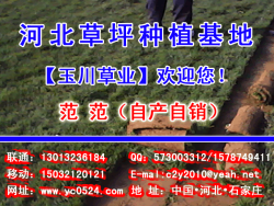 出售草坪-河北草坪基地|石家庄草坪|早熟禾草坪
