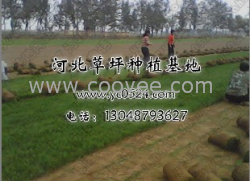 出售草坪，河北草坪，石家庄草坪，栾城草坪
