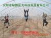 新型蔬菜大棚安阳绿源星光
