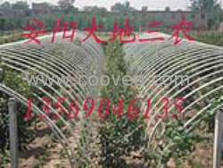 无支柱钢管镀塑大棚