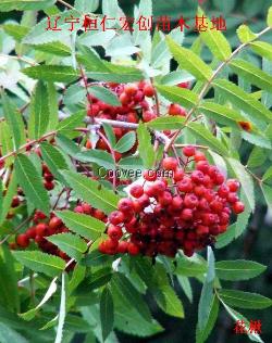 花楸苗、花楸基地、百华花楸小苗