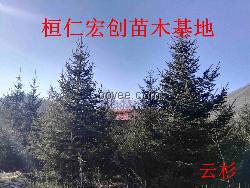 云杉、云杉图片,云杉厂家,云杉基地