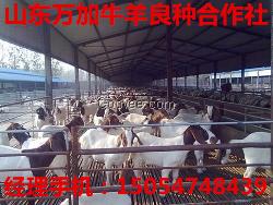 肉驴养殖 牛羊养殖肉牛-波尔山羊养殖供种