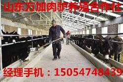 肉牛肉羊肉驴养牛养羊养驴山东肉驴场